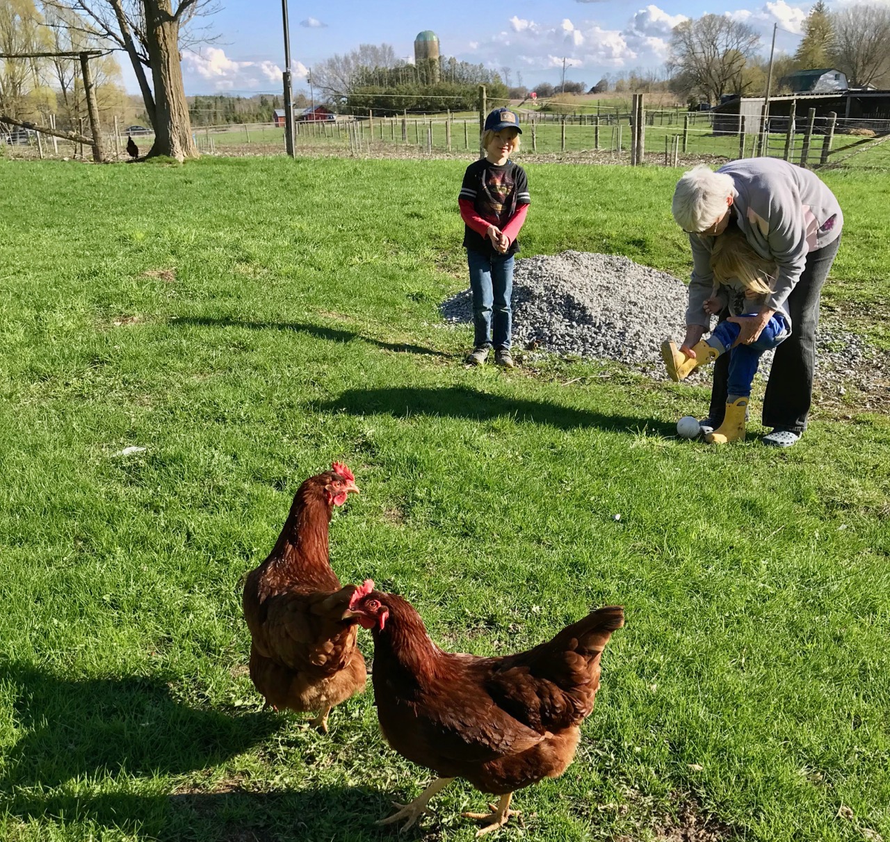 playing on the farm