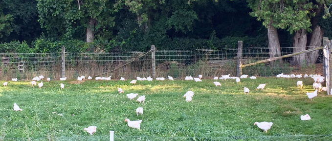 free range chickens