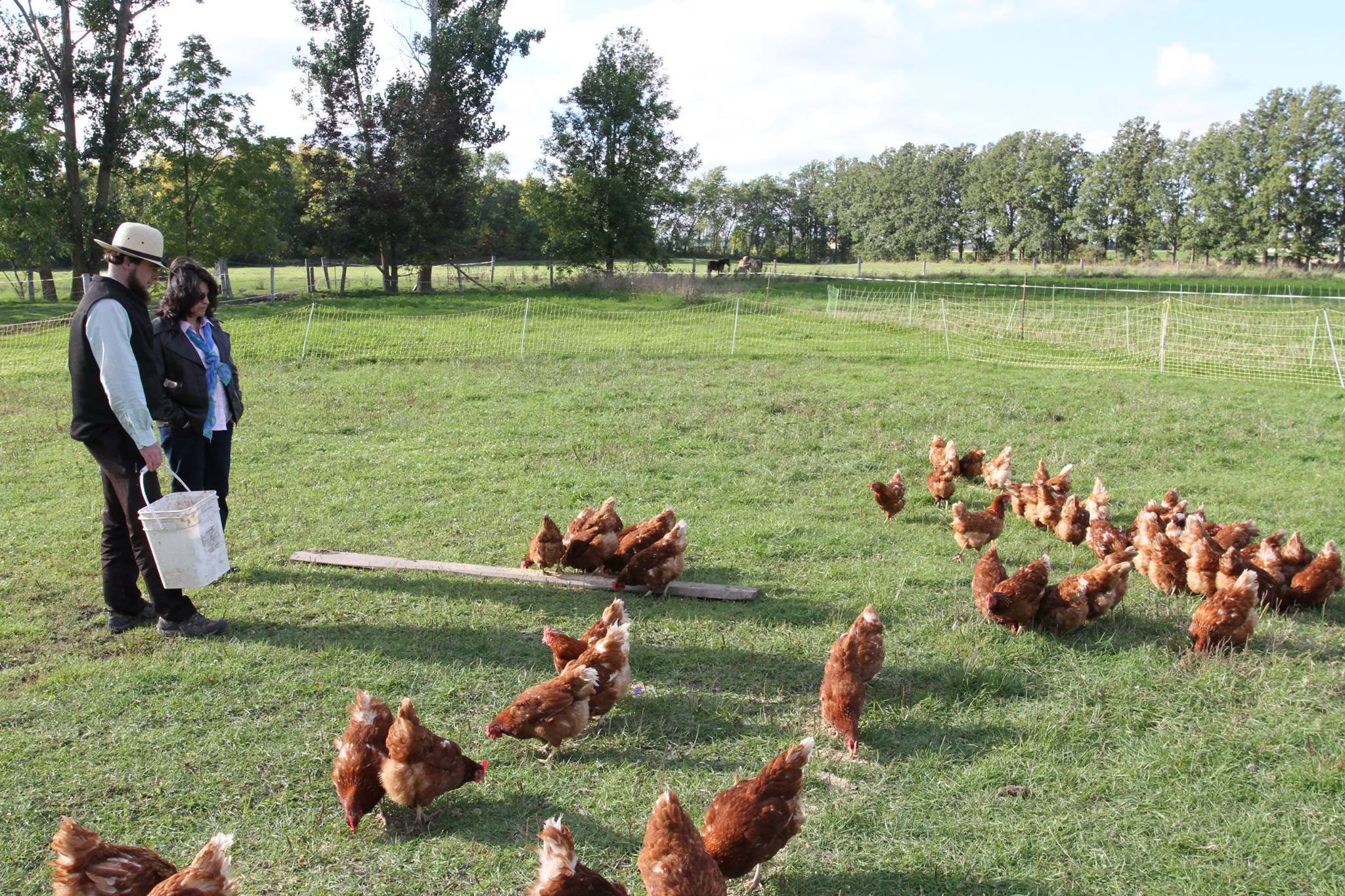 hens in pasture