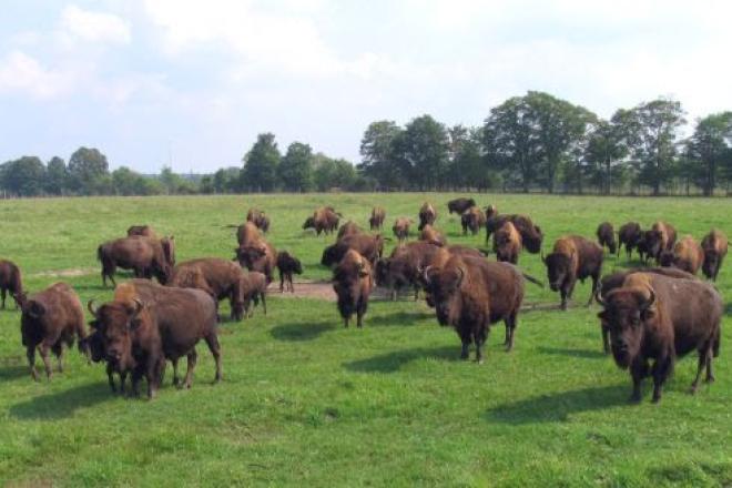 bison in field