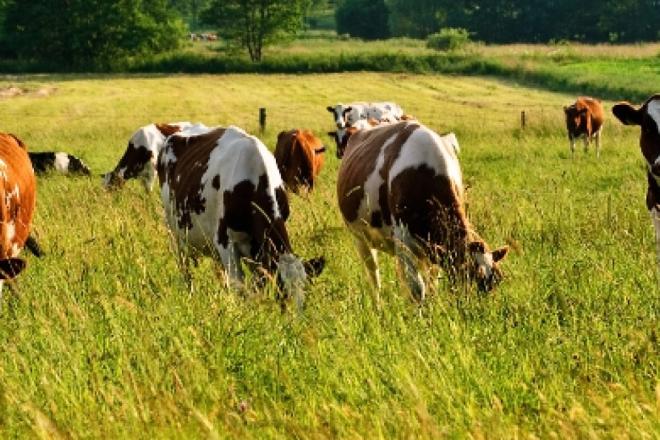 cows on pasture