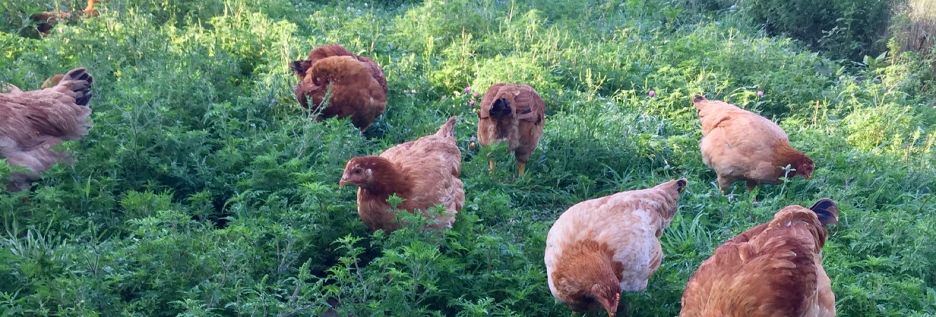 Chickens in pasture