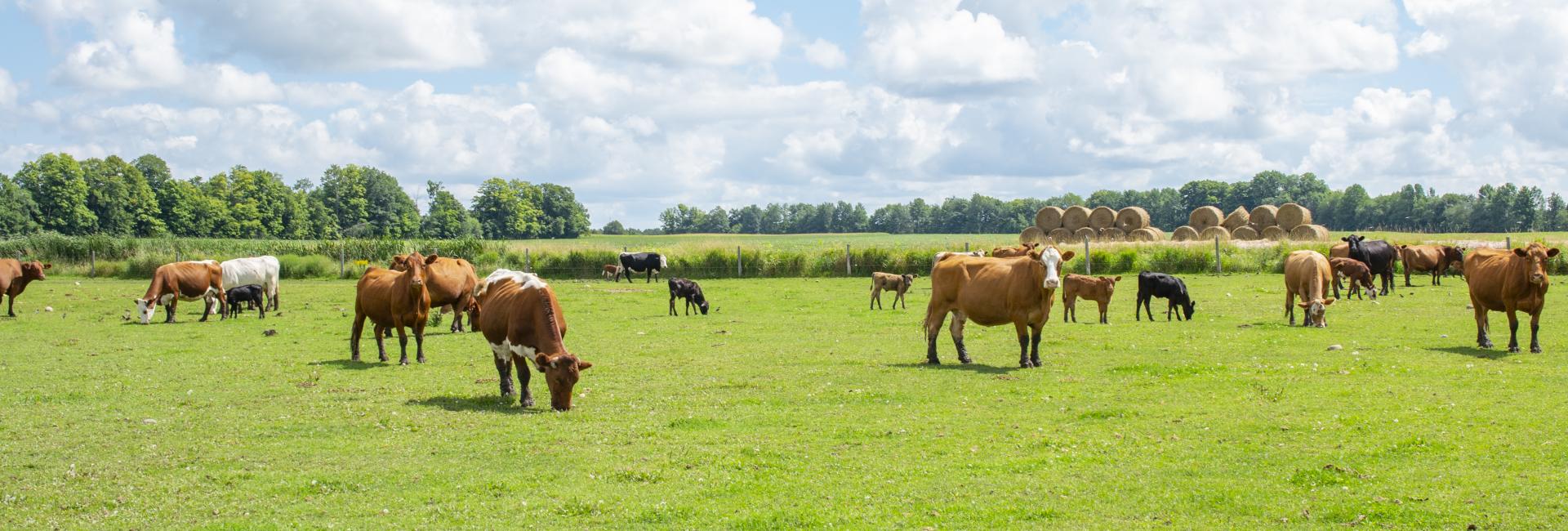 Cows in the Field