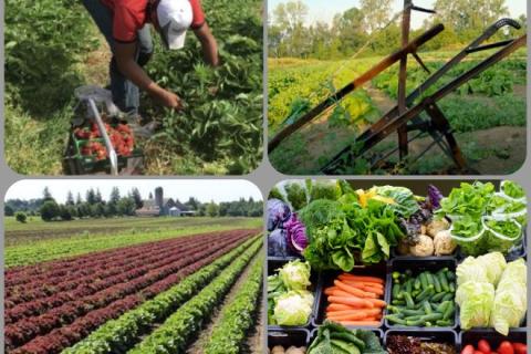 produce collage