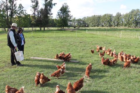 hens on pasture