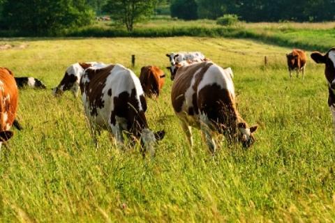 cows on pasture