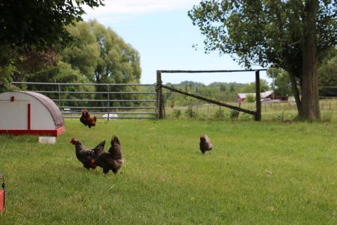 hens in field