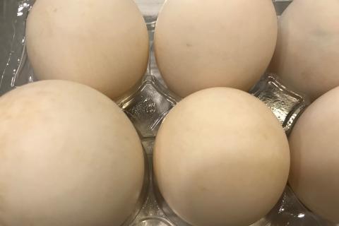 duck eggs