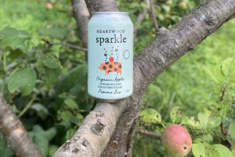 sparkle in the trees