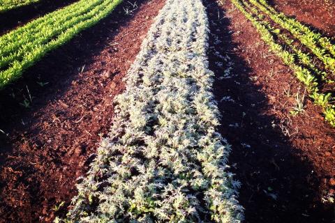 lettuce in field